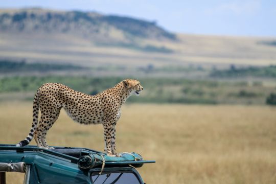 Safari vehicle in Maasai Mara