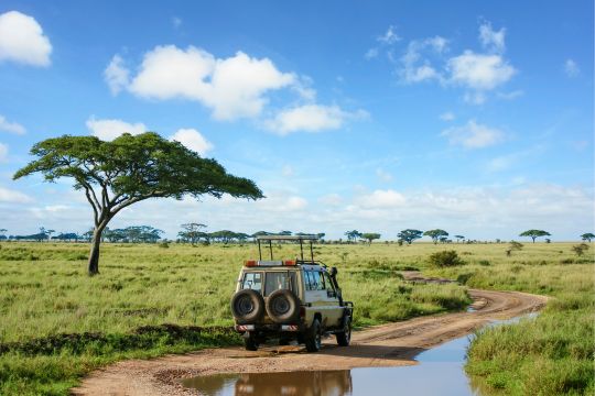 Acacia tree at sunset in Serengeti