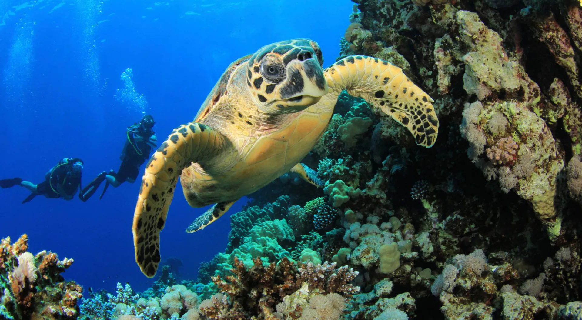 Scuba diving in Maldives with sea turtle
