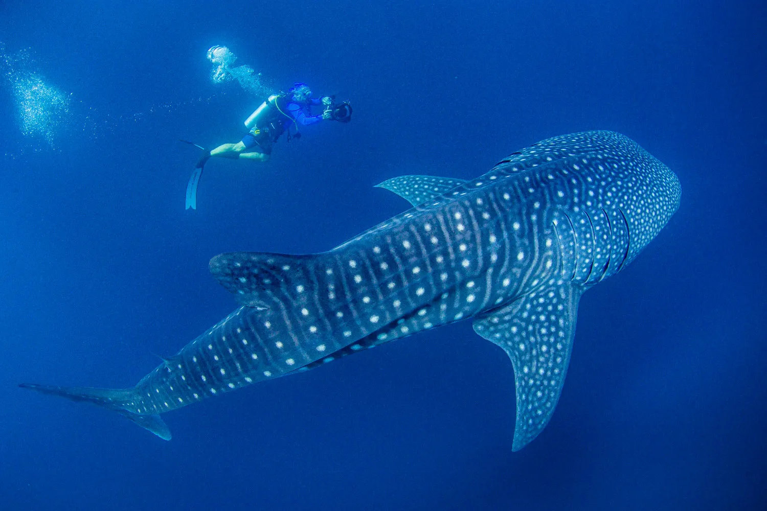 Diver with whale shark